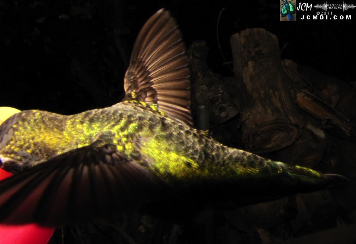 Hummingbird photo captured from Robo-Cam Motion Detection at JCMDI.COM